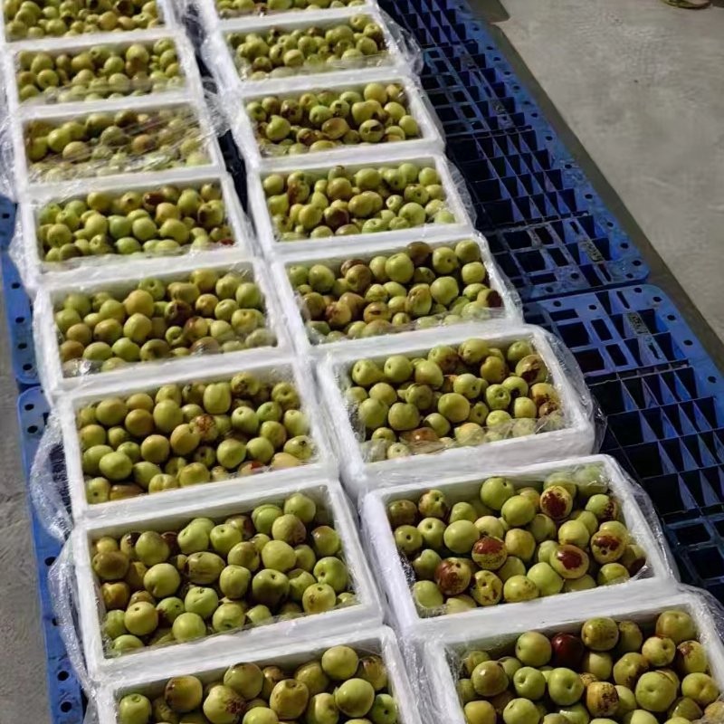 Excellent Quality Fresh Sweet Apple Dates Fresh Jujube Fruits Winter Jujube