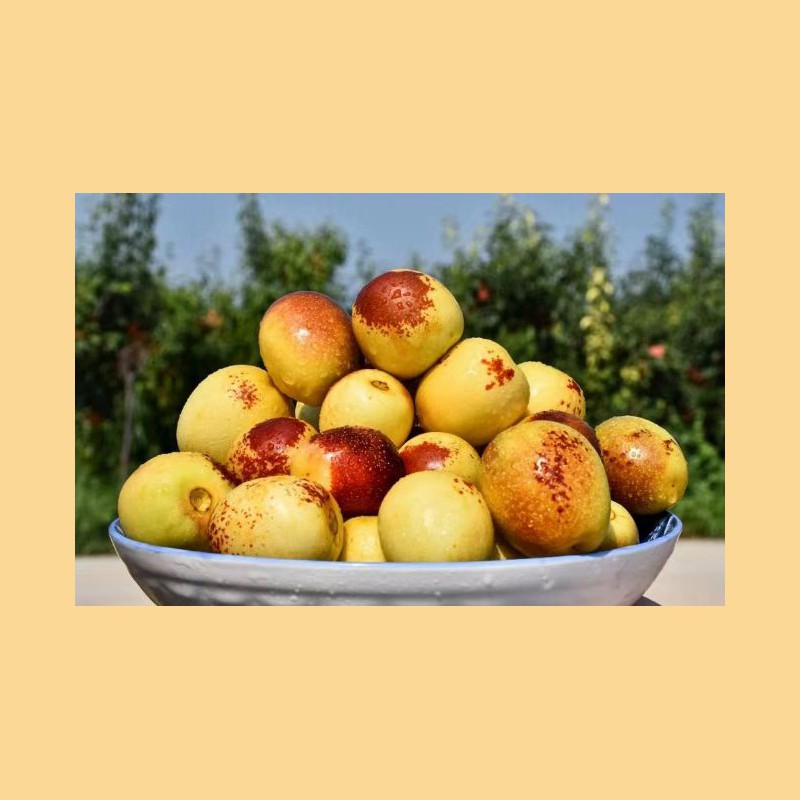 Excellent Quality Fresh Sweet Apple Dates Fresh Jujube Fruits Winter Jujube