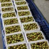 Excellent Quality Fresh Sweet Apple Dates Fresh Jujube Fruits Winter Jujube