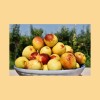 Excellent Quality Fresh Sweet Apple Dates Fresh Jujube Fruits Winter Jujube