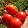 High Yield Good Taste Hybrid F1 Tomato Seeds for Open Land