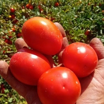 High Yield Good Taste Hybrid F1 Tomato Seeds for Open Land