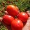 High Yield Good Taste Hybrid F1 Tomato Seeds for Open Land