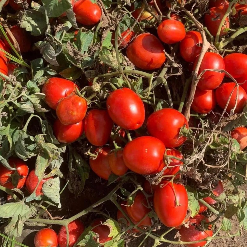 High Yield Good Taste Hybrid F1 Tomato Seeds for Open Land