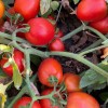 High Yield Good Taste Hybrid F1 Tomato Seeds for Open Land