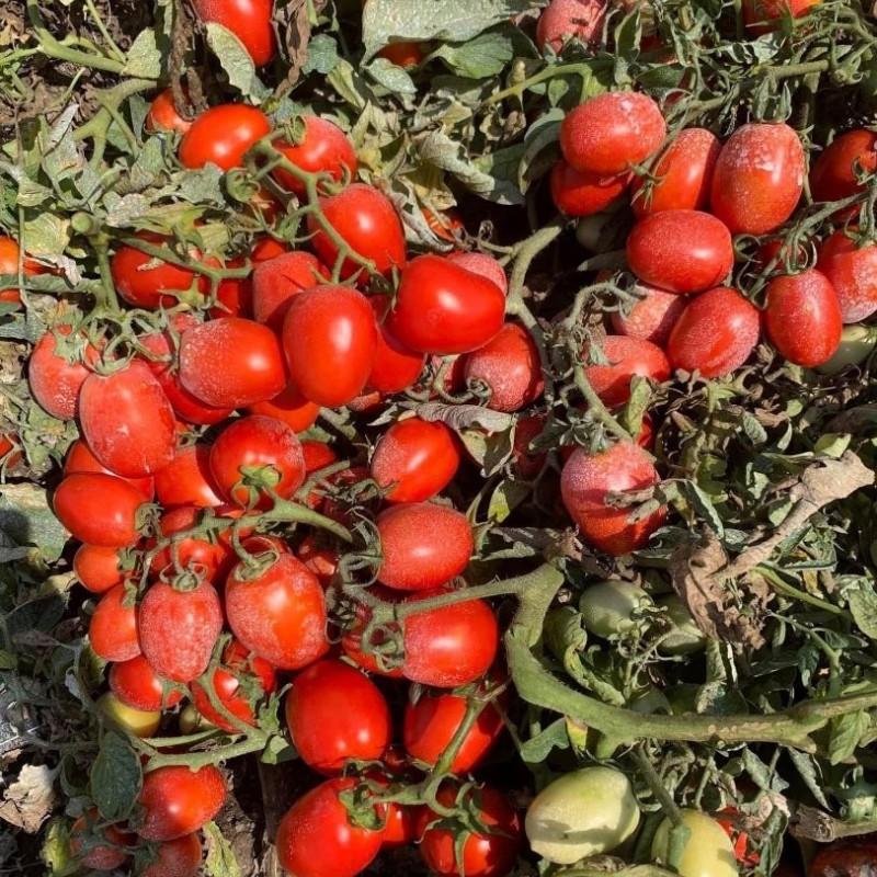 High Yield Good Taste Hybrid F1 Tomato Seeds for Open Land