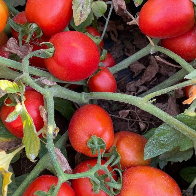 High Yield Good Taste Hybrid F1 Tomato Seeds for Open Land
