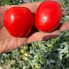 High Yield Good Taste Hybrid F1 Tomato Seeds for Open Land