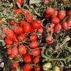 High Yield Good Taste Hybrid F1 Tomato Seeds for Open Land