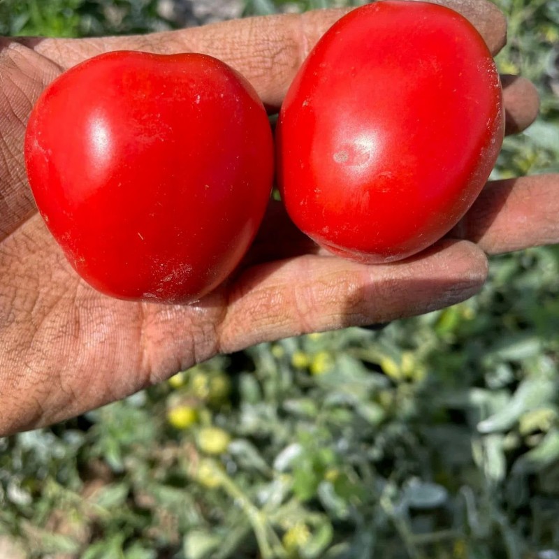 High Yield Good Taste Hybrid F1 Tomato Seeds for Open Land