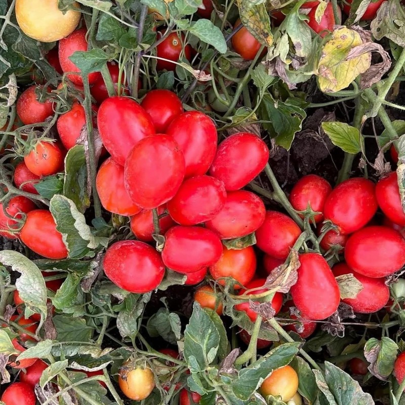 High Yield Good Taste Hybrid F1 Tomato Seeds for Open Land