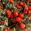 High Yield Good Taste Hybrid F1 Tomato Seeds for Open Land