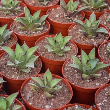 Green Live Succulents Wholesale Echeveria 'blue Whale' Indoor Home Decor Bonsai Supplier