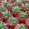 Green Live Succulents Wholesale Echeveria 'blue Whale' Indoor Home Decor Bonsai Supplier