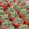 Green Live Succulents Wholesale Echeveria 'blue Whale' Indoor Home Decor Bonsai Supplier