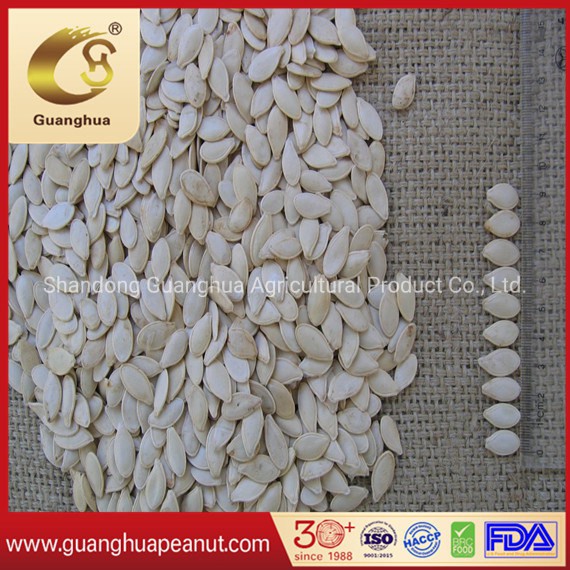 2023 New Crop Shine Skin Pumpkin Seeds High Quality
