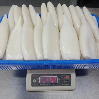 Frozen Squid Tube, Todarodes Pacificus