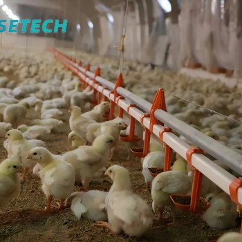 Customizable and Affordable Chicken House Automatic Nipple Water/Drinking Line for Broilers/Layers Hen/Breeders