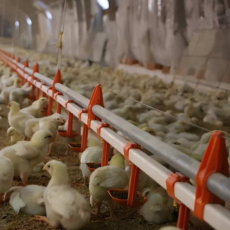Customizable and Affordable Chicken House Automatic Nipple Water/Drinking Line for Broilers/Layers Hen/Breeders