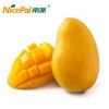 Bulk Supply SD Mango Powder