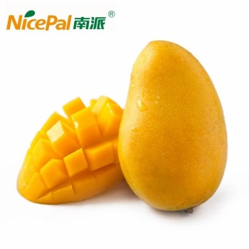 Bulk Supply SD Mango Powder