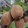 Low Price High Quality Fresh Kiwi Fruit