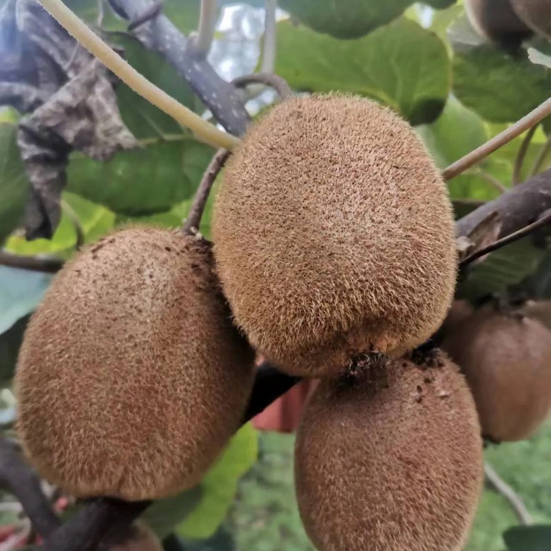 Low Price High Quality Fresh Kiwi Fruit