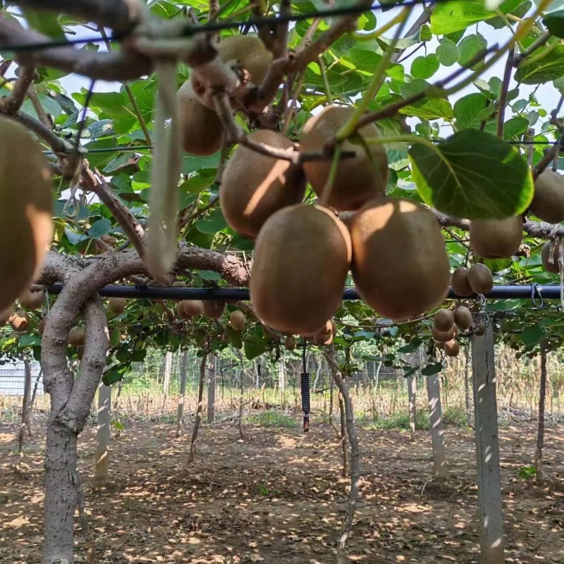 Low Price High Quality Fresh Kiwi Fruit
