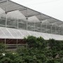 Morden Frame Structure Innovative Greenhouse for Optimal Crop Growth Polycarbonate Greenhouse