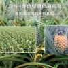 Natural Spray Dried Pineapple Juice Powder / Pineapple Powder/ Pineapple Drink Powder