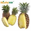 Natural Spray Dried Pineapple Juice Powder / Pineapple Powder/ Pineapple Drink Powder