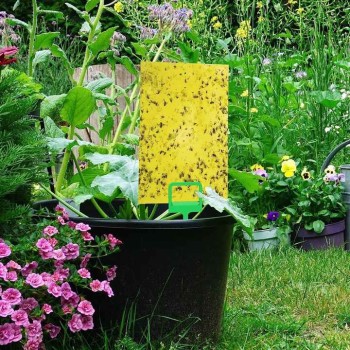 Sticky Traps for White Flies Aphids Leaf Miner