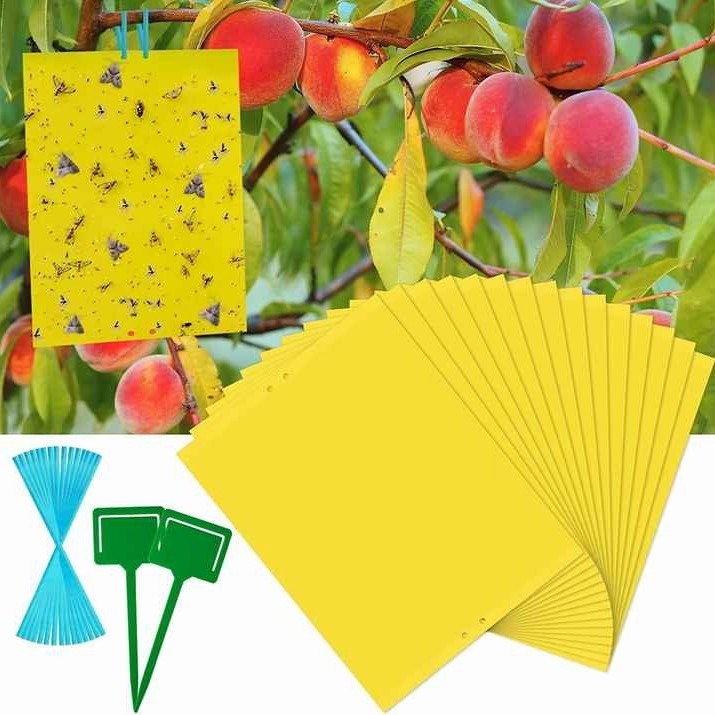 Sticky Traps for White Flies Aphids Leaf Miner