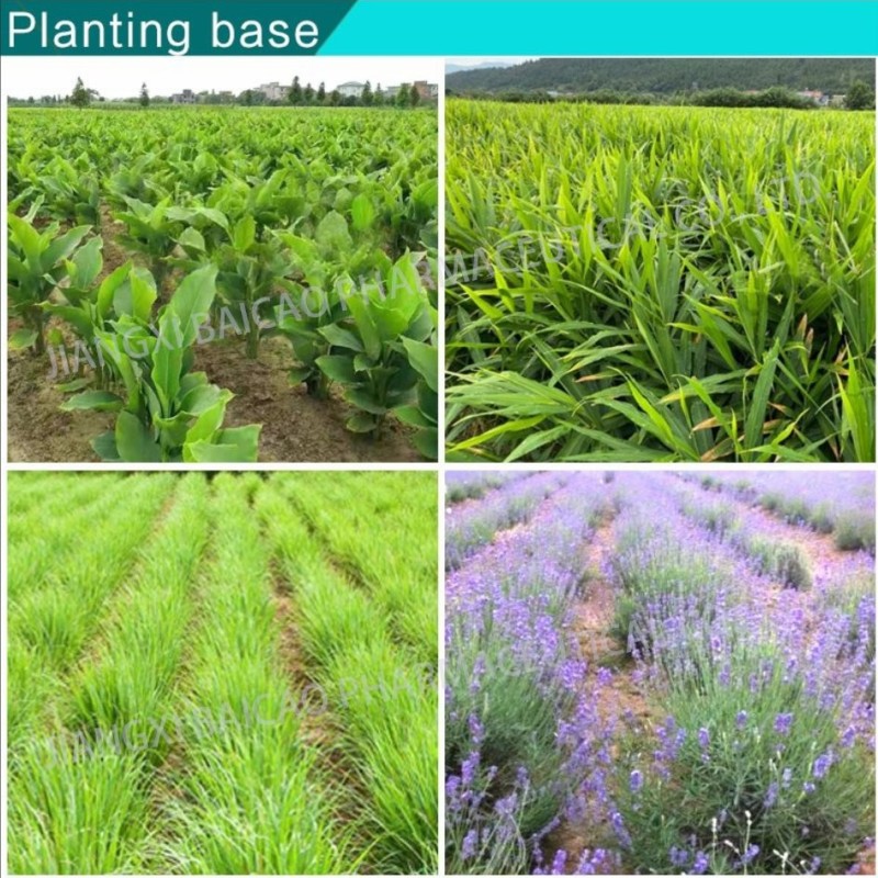 Oil Factory Eucalyptus Oil Wholesale Price