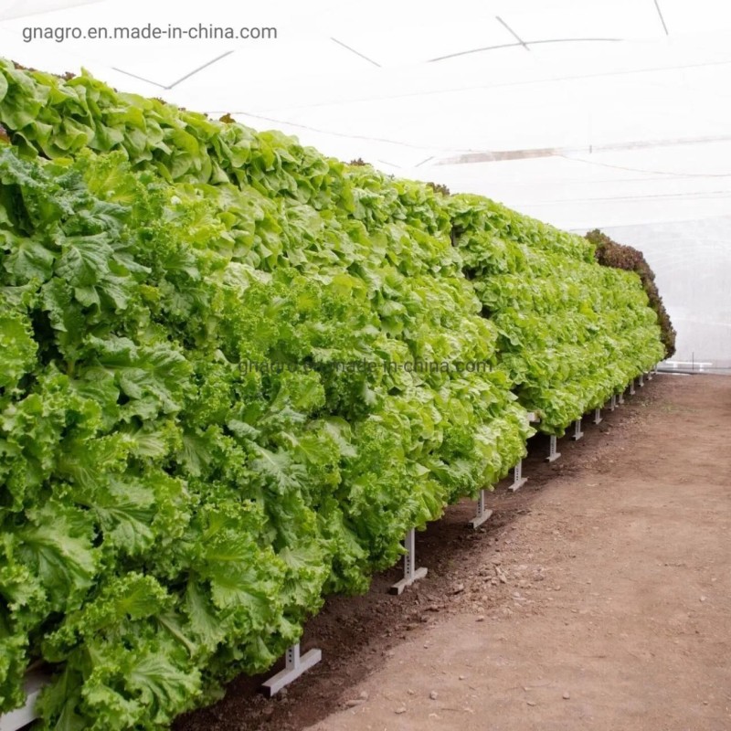 Hydroponics Nft Channel System for Lettuce