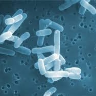 Non-GMO High Potency Probiotic Solution for H. Pylori