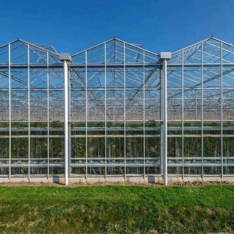Multi Span Intelligent Glass Green House with Automatic Ventilation and Temperature Control System
