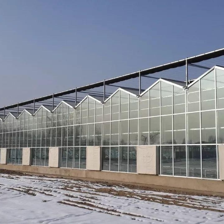 Multi Span Intelligent Glass Green House with Automatic Ventilation and Temperature Control System