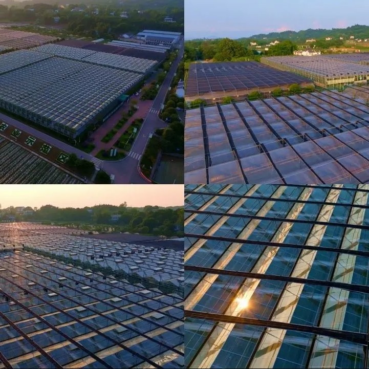 Multi Span Intelligent Glass Green House with Automatic Ventilation and Temperature Control System