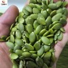 New Harvested China Pumpkin Seeds Kernel in Low Price