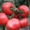 Vegetable Seeds, Hot Selling, Tomato Seeds, High-Yield, Ty Resistant, Red, Hybrid, High Temperature Resistant