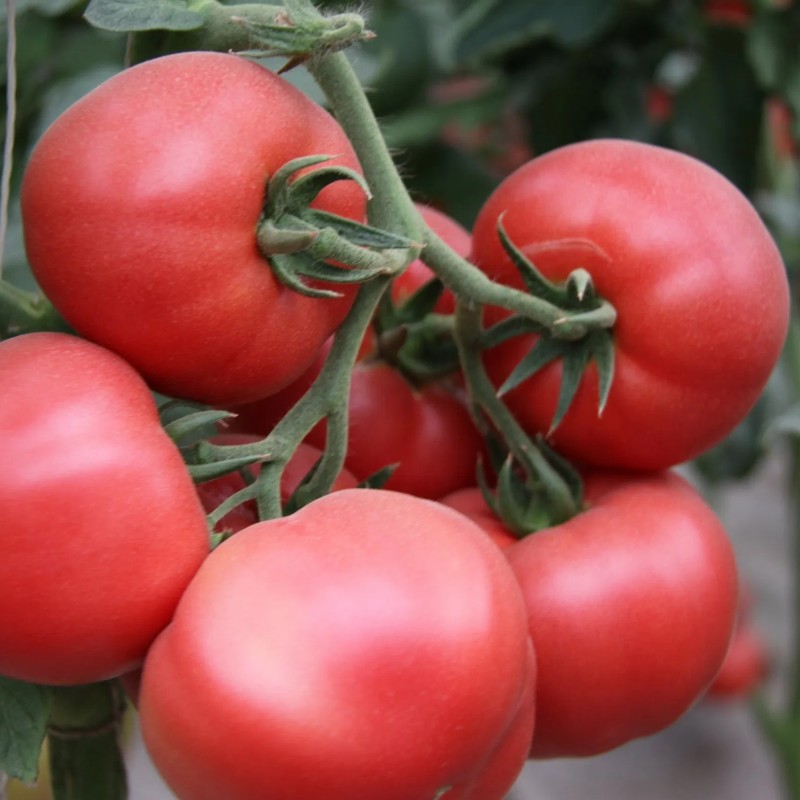 Vegetable Seeds, Hot Selling, Tomato Seeds, High-Yield, Ty Resistant, Red, Hybrid, High Temperature Resistant