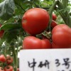 Vegetable Seeds, Hot Selling, Tomato Seeds, High-Yield, Ty Resistant, Red, Hybrid, High Temperature Resistant