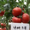 Vegetable Seeds, Hot Selling, Tomato Seeds, High-Yield, Ty Resistant, Red, Hybrid, High Temperature Resistant