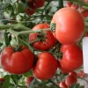 Vegetable Seeds, Hot Selling, Tomato Seeds, High-Yield, Ty Resistant, Red, Hybrid, High Temperature Resistant