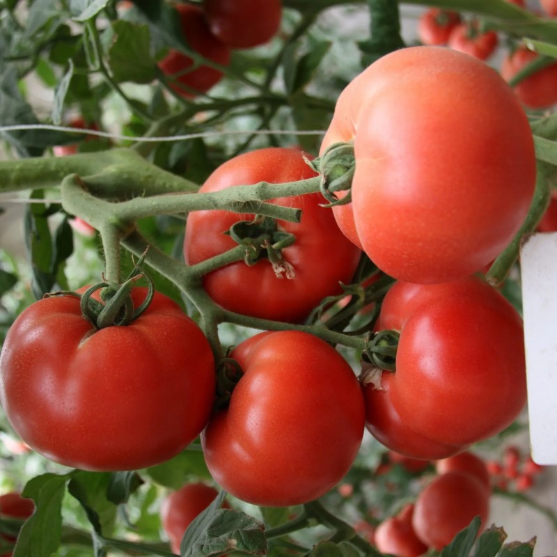 Vegetable Seeds, Hot Selling, Tomato Seeds, High-Yield, Ty Resistant, Red, Hybrid, High Temperature Resistant