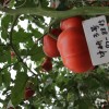 Vegetable Seeds, Hot Selling, Tomato Seeds, High-Yield, Ty Resistant, Red, Hybrid, High Temperature Resistant