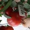 Vegetable Seeds, Hot Selling, Tomato Seeds, High-Yield, Ty Resistant, Red, Hybrid, High Temperature Resistant