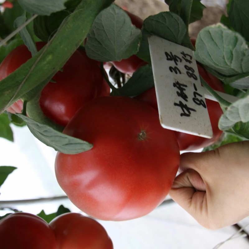 Vegetable Seeds, Hot Selling, Tomato Seeds, High-Yield, Ty Resistant, Red, Hybrid, High Temperature Resistant