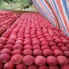 Blush Red Paper Bagged FUJI Fresh Apples